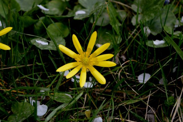 favagello in giardino: Ranunculus ficaria